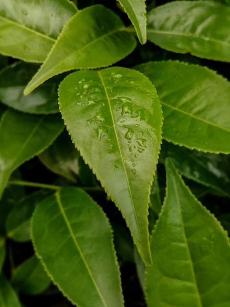 foglie di tè sfondi