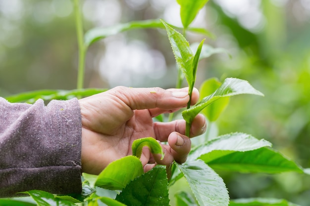 foglie di tè verde fresca del primo piano