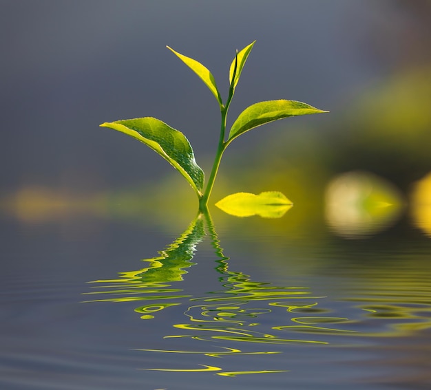 Foglie di tè verde fresche da vicino all'alba Riflessione in acqua