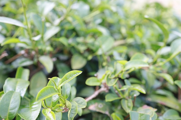 Foglie di tè verde in una piantagione di tè Closeup Top di foglia di tè verde al mattino