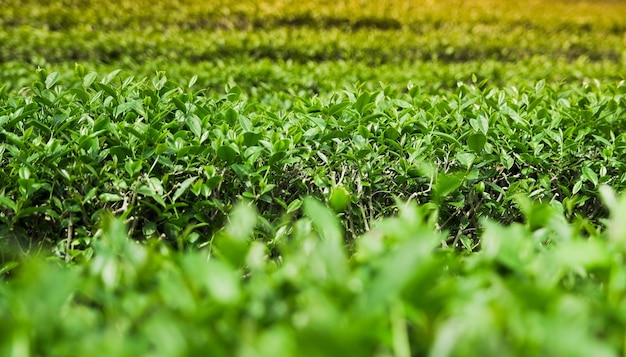 Foglie di tè verde in una piantagione di tè