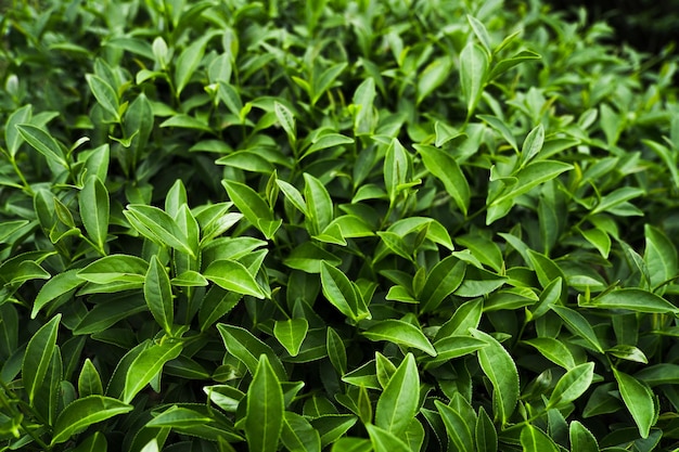 Foglie di tè verde in una piantagione di tè