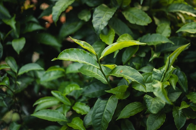 foglie di tè verde nel giardino sera luce naturale