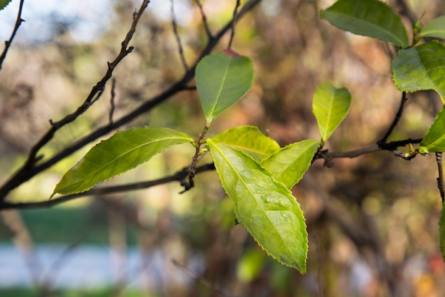 Foglie di tè verde su un ramo, sfondo sfocato. Giovane foglia di tè nella piantagione, all'inizio della primavera Cina