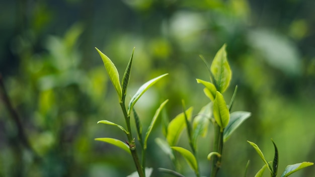 foglie di tè verde sulla pianta