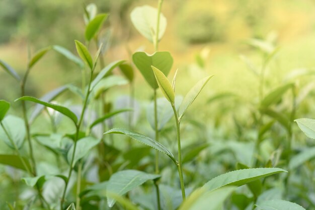 Foglie di tè verdi in una piantagione di tè.