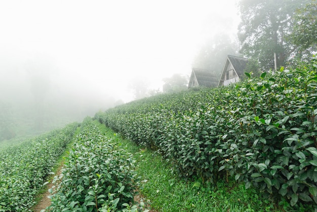 Foglie di tè verdi in una piantagione di tè