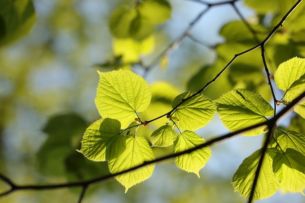 Foglie di tiglio di primavera su un ramoscello nella foresta