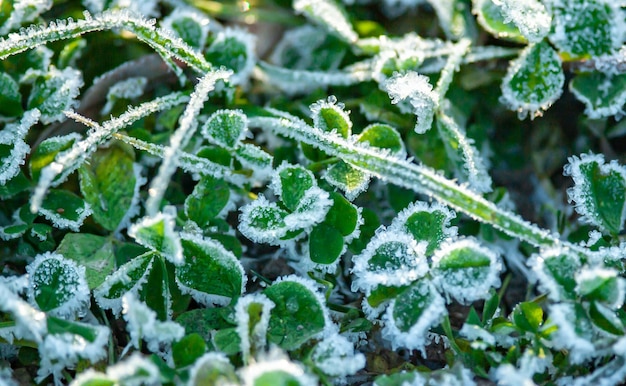 Foglie di trifoglio al gelo