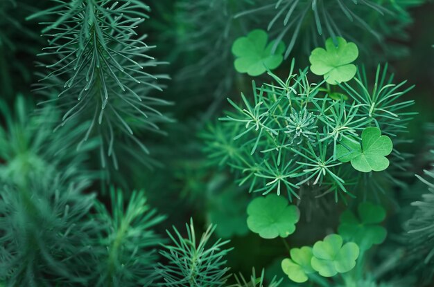 Foglie di trifoglio tra l'erba verde