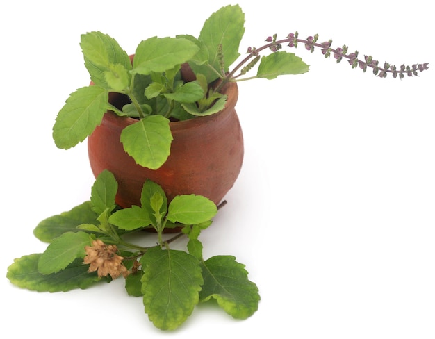 Foglie di tulsi medicinali