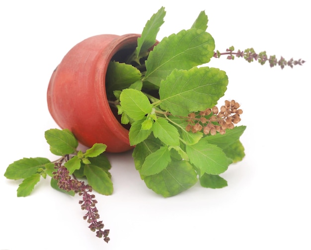 Foglie di tulsi medicinali