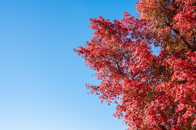 Foglie di un albero di acero rosso sul cielo blu senza nuvole.