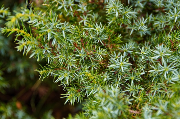 Foglie di un cespuglio di ginepro (Juniperus communis), nella Sierra di Guadarrama, Madrid (Spagna).