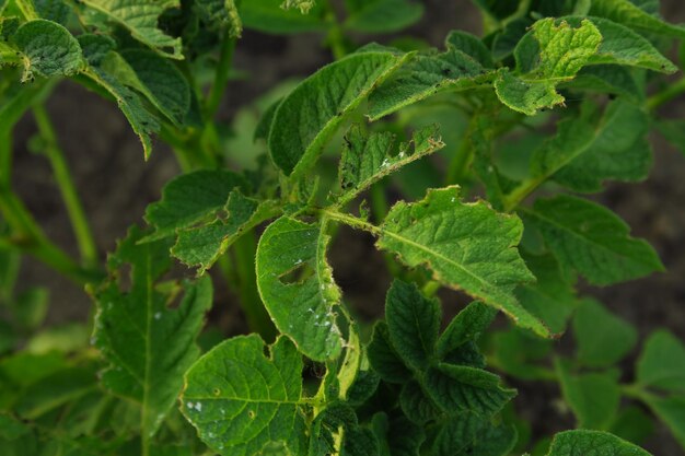 foglie di un cespuglio di patate rovinate dallo scarabeo della patata del Colorado