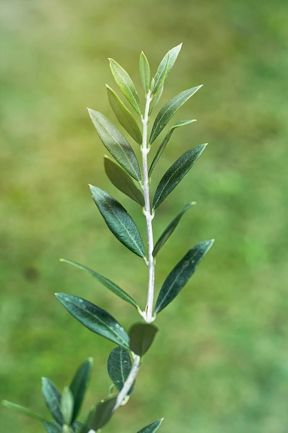 Foglie di un ramoscello d'ulivo