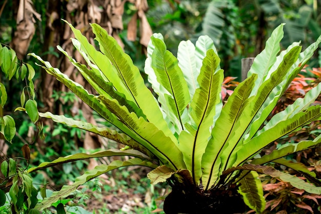 Foglie di una felce tropicale. Progettazione di concetti di natura botanica tropicale.