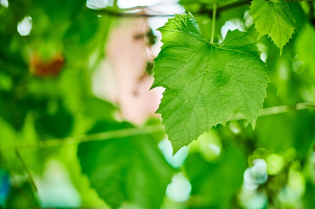 Foglie di vite. Foglie di vite verdi al giorno soleggiato di settembre in vigna. Presto vendemmia autunnale di uva per produrre vino, marmellata e succo di frutta.