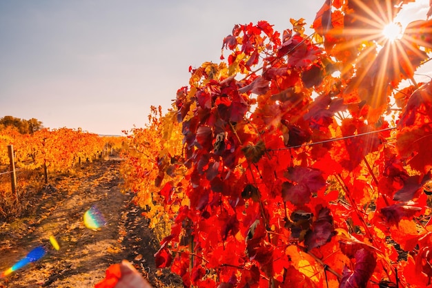 Foglie di vite gialle arancio rosse autunnali luminose in vigna alla calda luce del sole del tramonto bellissime