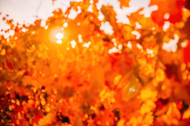 Foglie di vite gialle arancio rosse autunnali luminose in vigna alla calda luce del sole del tramonto bellissime