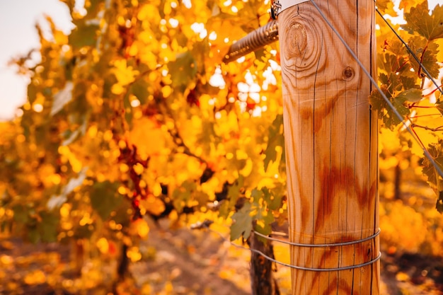 Foglie di vite gialle arancio rosse autunnali luminose in vigna alla calda luce del sole del tramonto bellissime