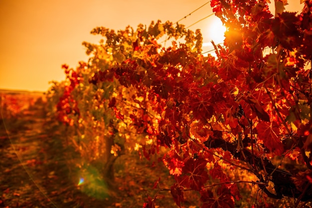 Foglie di vite gialle arancio rosse autunnali luminose in vigna alla calda luce del sole del tramonto bellissime