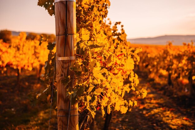 Foglie di vite gialle arancio rosse autunnali luminose in vigna alla calda luce del sole del tramonto bellissime