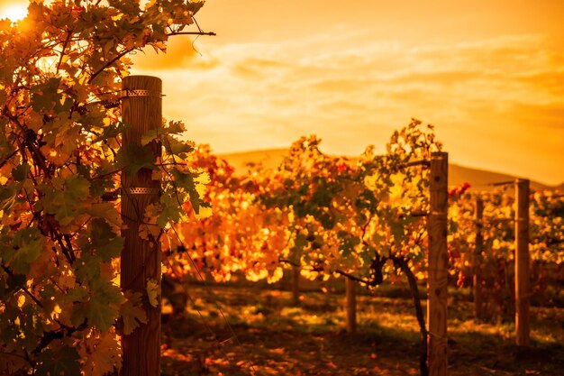 Foglie di vite gialle arancio rosse autunnali luminose in vigna alla calda luce del sole del tramonto bellissime