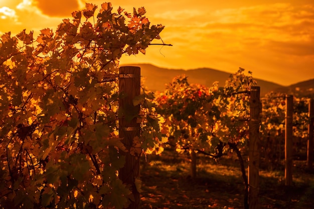 Foglie di vite gialle arancio rosse autunnali luminose in vigna alla calda luce del sole del tramonto bellissime