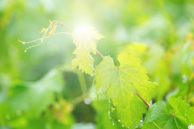 Foglie di vite o congedo d&#39;uva