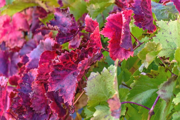 Foglie di vite rosse e verdi della vite