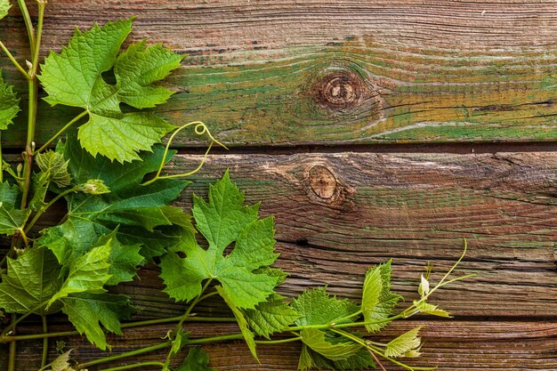 Foglie di vite su un vecchio fondo di legno