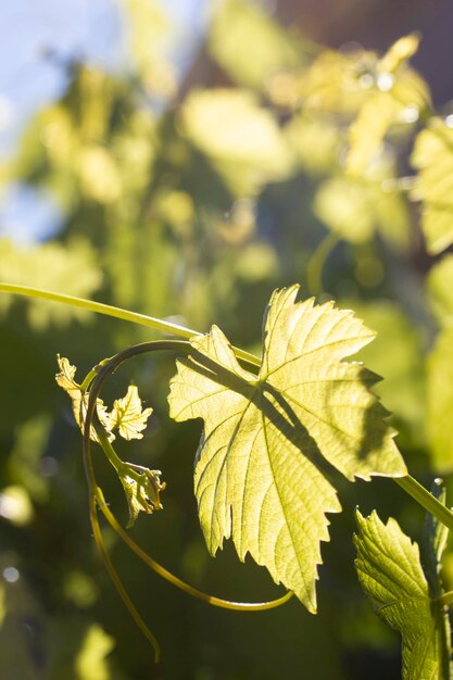 Foglie di vite verdi alla luce del sole