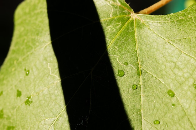 Foglie di vite verdi fresche alla luce del sole da vicino