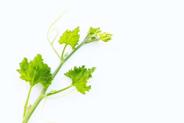 Foglie di zucca verde su sfondo bianco.