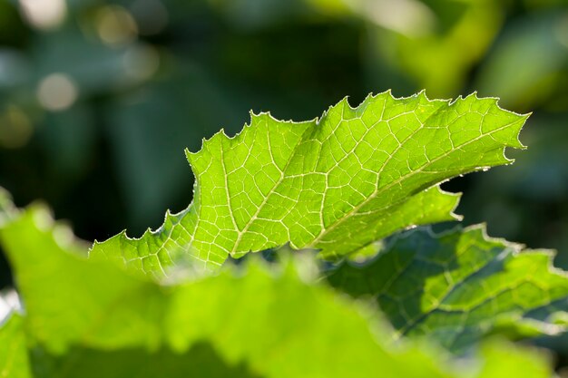 Foglie di zucchine verdi nella stagione primaverile