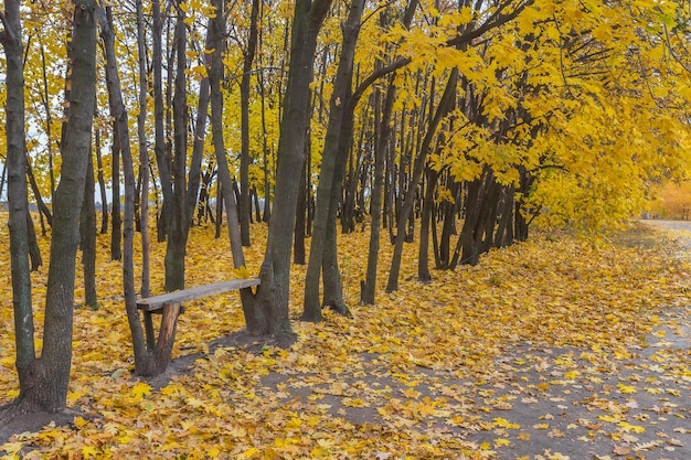 Foglie dorate sul legno di autunno del ramo