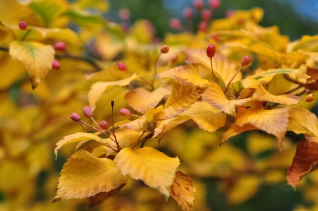 Foglie dorate sul ramo di un albero nella stagione autunnale