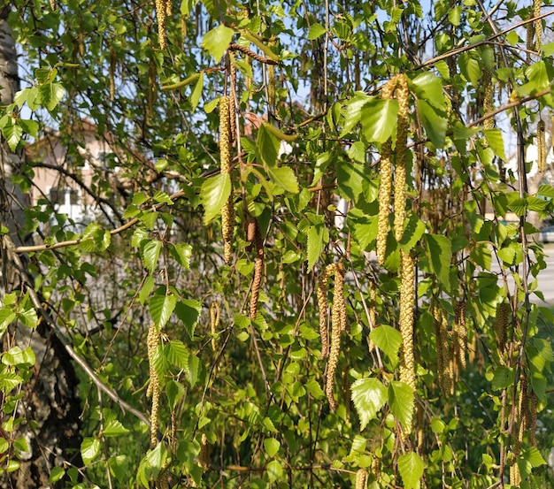 Foglie e amenti di betulla verde fresco Primavera in un boschetto di betulle Piante e alberi utili Energia e rinascita della vita Semi Genere di latifoglie e arbusti della famiglia delle Betulle Betulaceae