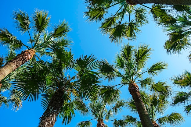 Foglie e cime di palma contro il cielo blu Washingtonia robusta forte Palme tropicali esotiche in una giornata di sole vista estiva dal basso verso l'alto