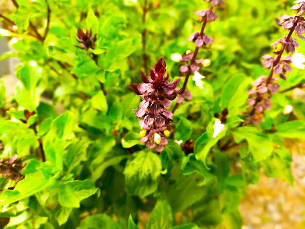 foglie e fiori di basilico