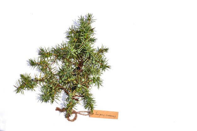 Foglie e frutti del ginepro comune Juniperus communis con etichetta