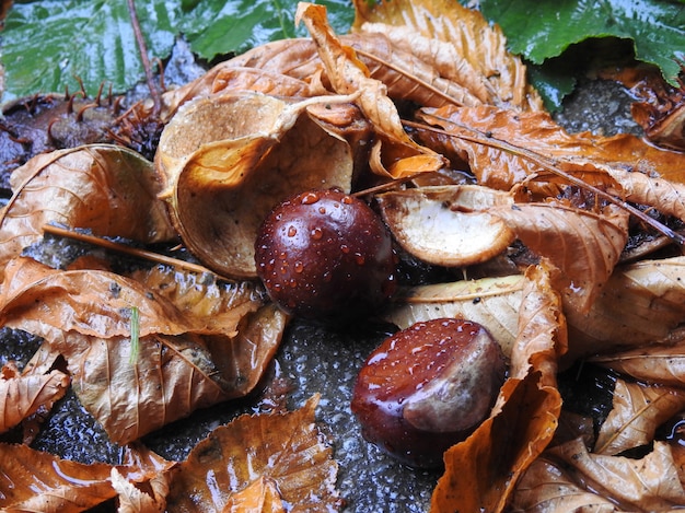 Foglie e frutti di ippocastano dopo la pioggia