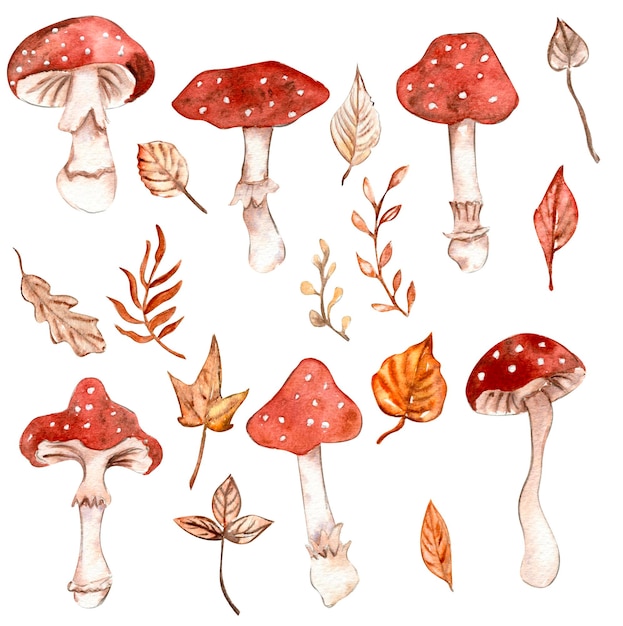 Foglie e funghi autunnali disegnati a mano dell'acquerello