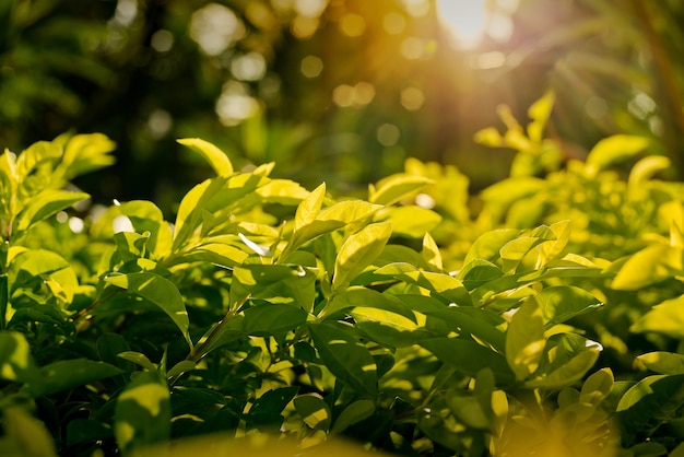 Foglie e luce del sole