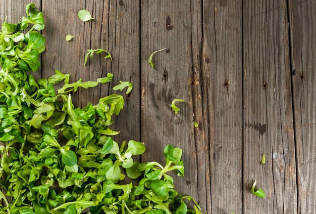 Foglie e pomodori di insalata