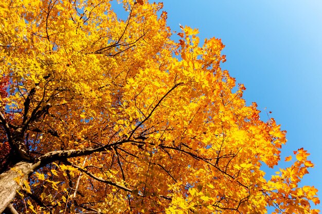 Foglie e rami gialli in autunno