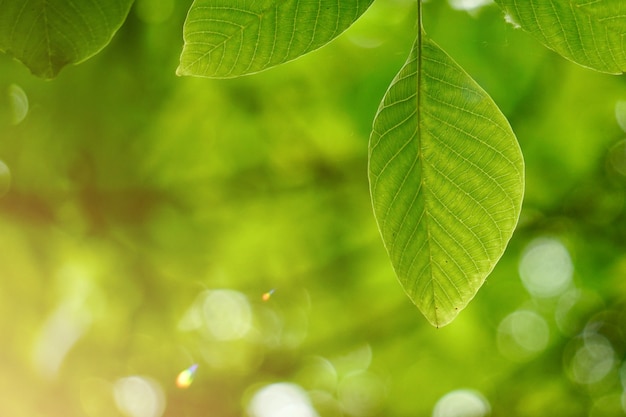 Foglie e rami verdi dell'albero nella natura in autunno, fondo verde