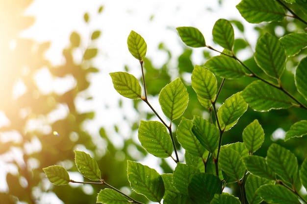 Foglie e rami verdi dell&#39;albero nella natura