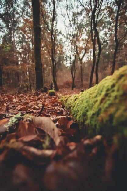 Foglie e tronchi nella foresta